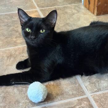 Lucille -  Domestic Short Hair Cat for Adoption in East Amherst, New York - Lucille | PetCurious