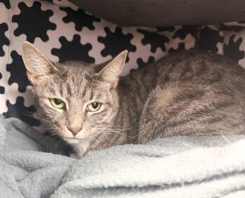 Ellie -  Domestic Short Hair Cat for Adoption in Hudson, New York - Ellie | PetCurious
