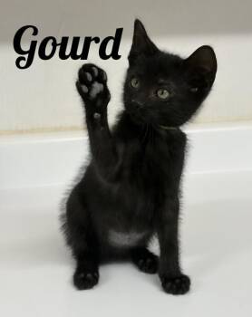 Gourd -  Domestic Short Hair Cat for Adoption in Manistee, Michigan - Gourd | PetCurious