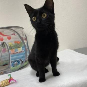 Raven -  Domestic Short Hair Cat for Adoption in Red Wing, Minnesota - Raven | PetCurious