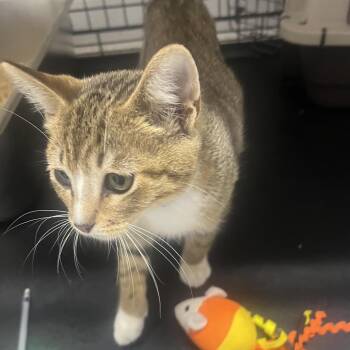 Duo -  Domestic Short Hair Cat for Adoption in Bismarck, North Dakota - Duo | PetCurious