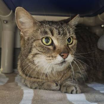 Domestic Short Hair Cats Available for Adoption in Austin, Texas - Ruby Crowned Kinglet | PetCurious