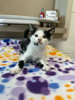 Sister Mary Margaret -  Domestic Short Hair Cat for Adoption in Marion, Ohio - Sister Mary Margaret | PetCurious