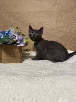 Domestic Short Hair Cats Available for Adoption in Groveland, Massachusetts - Brianna | PetCurious