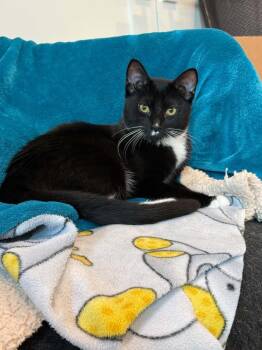 Fluffy -  Domestic Medium Hair Cat for Adoption in Vancouver, Washington - Fluffy | PetCurious