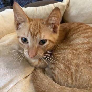Abe -  Domestic Short Hair Cat for Adoption in Prosper, Texas - Abe | PetCurious