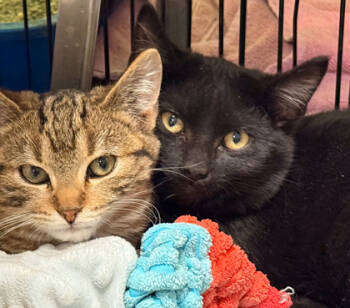 Rescue Domestic Short Hair Cats for Adoption in Baraboo, Wisconsin - Inky | PetCurious