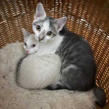 Phil DeVille -  Domestic Short Hair Cat for Adoption in Tustin, California - Phil DeVille | PetCurious