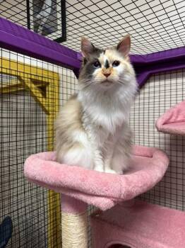 Qira -  Ragdoll and Calico Cat Available for Adoption in Collierville, Tennessee - Qira | PetCurious