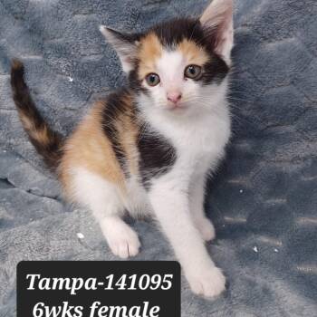 Domestic Short Hair Cats Available for Adoption in New Tazewell, Tennessee - Tampa | PetCurious
