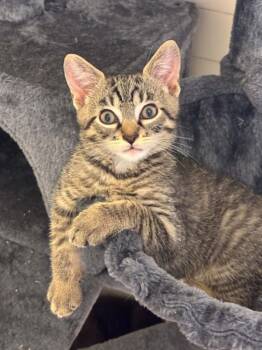 River -  Domestic Short Hair Cat for Adoption in Pittsburgh, Pennsylvania - River | PetCurious