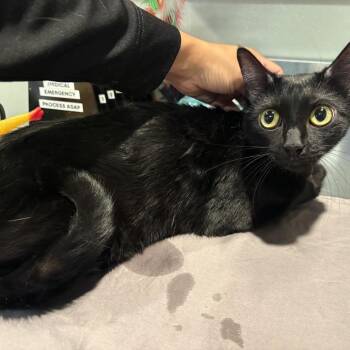 IVHS-Stray-141467 -  Domestic Short Hair Cat for Adoption in San Gabriel, California - IVHS-Stray-141467 | PetCurious