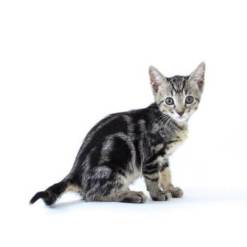 Rescue Domestic Short Hair Cats for Adoption in Florence, Arizona - Mrs. Swiper | PetCurious
