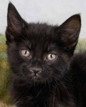 Domestic Short Hair Cats Available for Adoption - Persephone | PetCurious