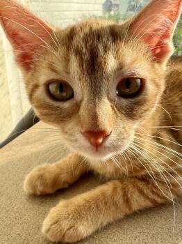 Charm -  Domestic Short Hair Cat for Adoption in North Tonawanda, New York - Charm | PetCurious