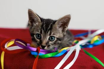 Rescue Siamese and Bengal Cats for Adoption in Montreal, Quebec - Seasame And Quiche | PetCurious