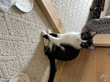 Casanova -  Domestic Short Hair Cat for Adoption in Randolph, Alabama - Casanova | PetCurious