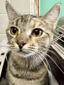 Rescue Domestic Short Hair Cats for Adoption in San Antonio, Texas - Biscuit | PetCurious