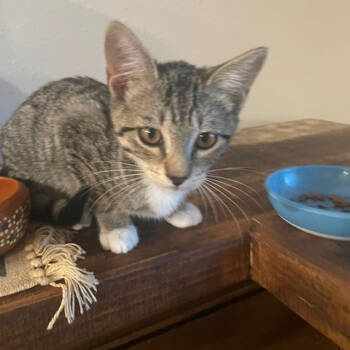 Rescue Domestic Short Hair Cats for Adoption in San Antonio, Texas - SAPA-Stray Unique | PetCurious