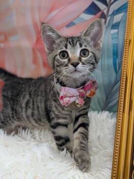 Lotto -  Tabby Cat for Adoption in Fremont, California - Lotto | PetCurious