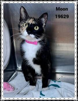 MOON -  Domestic Short Hair and Tortoiseshell Cat for Adoption in Marietta, Georgia - MOON | PetCurious
