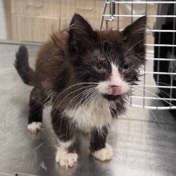 Pudding -  Domestic Short Hair Cat for Adoption in Chattanooga, Tennessee - Pudding | PetCurious