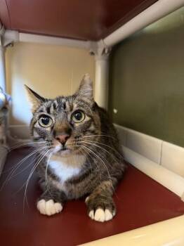 Domestic Short Hair Cats Available for Adoption - Mia | PetCurious