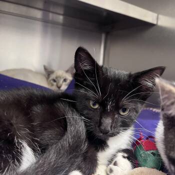 RJ -  Domestic Short Hair Cat for Adoption in Liberty, Missouri - RJ | PetCurious