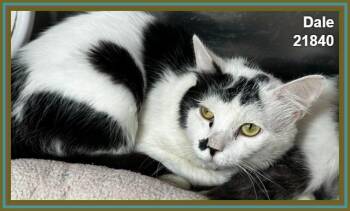 DALE (see also CHIP) -  Domestic Short Hair Cat for Adoption in Marietta, Georgia - DALE (see Also CHIP) | PetCurious