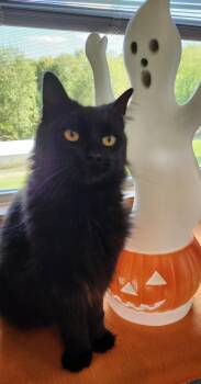 Rescue Domestic Long Hair Cats for Adoption in Paw Paw, Michigan - Ivy | PetCurious