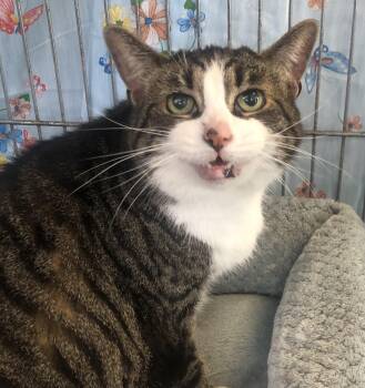 Domestic Short Hair Cats Available for Adoption in Parma, Ohio - Georgia | PetCurious