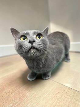 Reva -  Domestic Short Hair Cat for Adoption in Champaign, Illinois - Reva | PetCurious