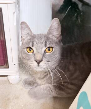 Rescue American Shorthair Cats for Adoption in Philadelphia, Pennsylvania - Lucien | PetCurious