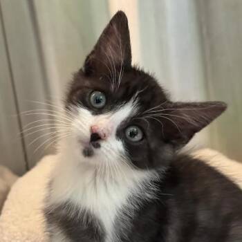 Yippie Creature -  Domestic Short Hair Cat for Adoption in Austin, Texas - Yippie Creature | PetCurious