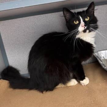 Toad -  Domestic Short Hair Cat for Adoption in Waterloo, Iowa - Toad | PetCurious