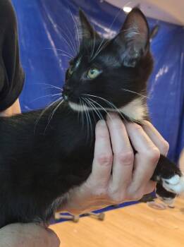 Puffin -  Domestic Short Hair Cat for Adoption in Ballwin, Missouri - Puffin | PetCurious
