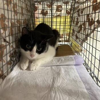 Gresso 4 - Barn Cat! -  Domestic Short Hair Cat for Adoption in Bristol, Indiana - Gresso 4 - Barn Cat! | PetCurious