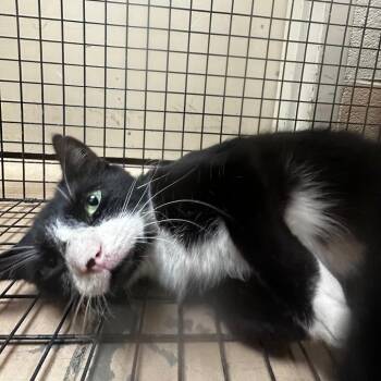 Sputnik -  Domestic Short Hair Cat for Adoption in Gadsden, Alabama - Sputnik | PetCurious