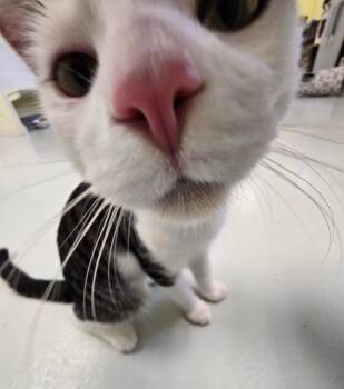 Laurel -  Domestic Short Hair Cat for Adoption in Blountville, Tennessee - Laurel | PetCurious