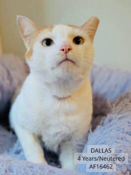 Dallas -  Domestic Short Hair Cat for Adoption - Dallas | PetCurious