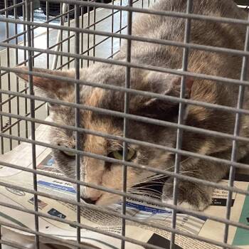 Miss Prize -  Domestic Short Hair Cat for Adoption in Montgomery, Alabama - Miss Prize | PetCurious