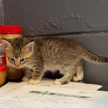 TUSC-Stray-85360_2 -  Domestic Short Hair Cat for Adoption in Tuscaloosa, Alabama - TUSC-Stray-85360_2 | PetCurious