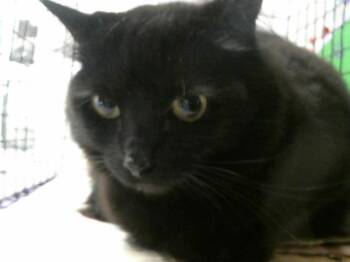 Rescue Domestic Short Hair Cats for Adoption in Houston, Texas - MIDNIGHT | PetCurious