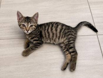 Taj Mahal -  Domestic Short Hair and Tabby Cat for Adoption in Homer Glen, Illinois - Taj Mahal | PetCurious