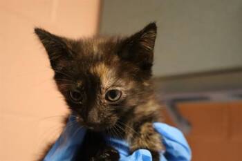 TAKI -  Domestic Short Hair Cat for Adoption in Columbia, South Carolina - TAKI | PetCurious