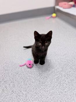 Salami -  Domestic Medium Hair Cat for Adoption in Orland Hills, Illinois - Salami | PetCurious