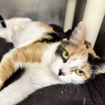 Tinkerbell -  Domestic Short Hair Cat for Adoption in Galax, Virginia - Tinkerbell | PetCurious