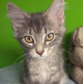 Lintball better known as L.B. -  Tabby and Domestic Medium Hair Cat for Adoption in Shippenville, Pennsylvania - Lintball Better Known As L.B. | PetCurious