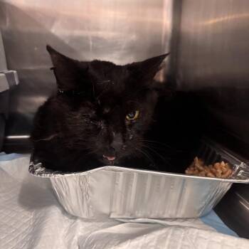 Pismo -  Domestic Short Hair Cat for Adoption in Salt Lake City, Utah - Pismo | PetCurious