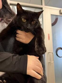 Domestic Short Hair Cats Available for Adoption - Wren | PetCurious